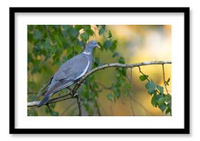 Grzywacz (Columba palumbus)
