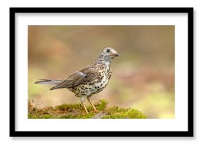 paszkot (Turdus viscivorus)