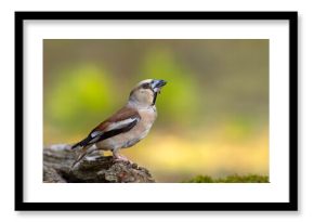 Grubodziób (Coccothraustes coccothraustes)