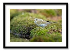 Piecuszek (Phylloscopus trochilus)