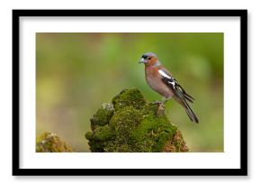 Zięba (Fringilla coelebs)