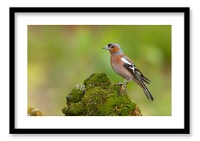Zięba (Fringilla coelebs)