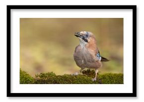 Sójka (Garrulus glandarius)