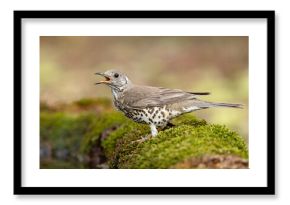 paszkot (Turdus viscivorus)