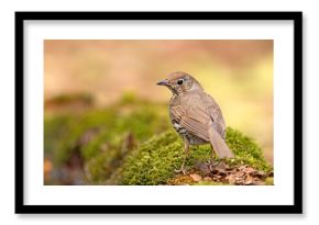 śpiewak (Turdus philomelos)