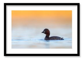 Perkozek (Tachybaptus ruficollis) 