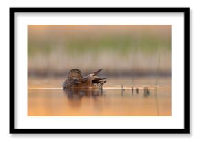 Krakwa (Mareca strepera)