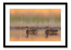 Krakwa (Mareca strepera)