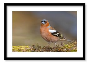 Zięba (Fringilla coelebs)
