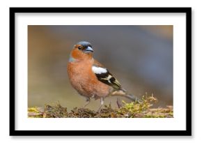 Zięba (Fringilla coelebs)