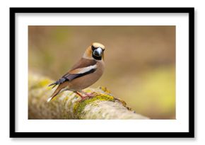 Grubodziób (Coccothraustes coccothraustes)
