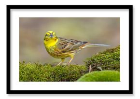 Trznadel (Emberiza citrinella)