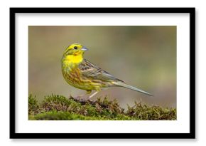 Trznadel (Emberiza citrinella)