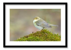 Piecuszek (Phylloscopus trochilus)