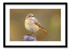 Pleszka (Phoenicurus phoenicurus)