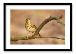 Świergotek drzewny (Anthus trivialis)
