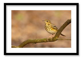 Świergotek drzewny (Anthus trivialis)