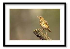 Świergotek drzewny (Anthus trivialis)