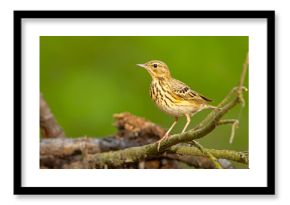 Świergotek drzewny (Anthus trivialis)