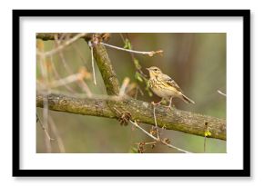 Świergotek drzewny (Anthus trivialis)