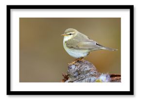 Piecuszek (Phylloscopus trochilus)