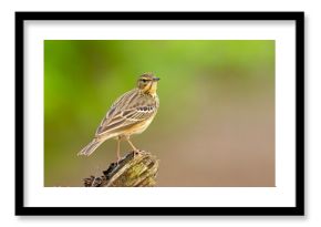 Świergotek drzewny (Anthus trivialis)