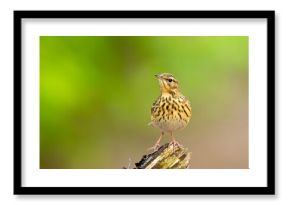 Świergotek drzewny (Anthus trivialis)