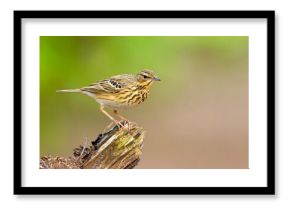 Świergotek drzewny (Anthus trivialis)
