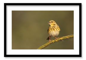 Świergotek drzewny (Anthus trivialis)