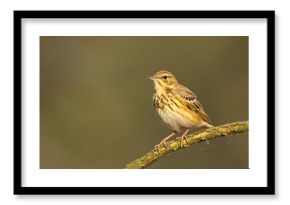 Świergotek drzewny (Anthus trivialis)