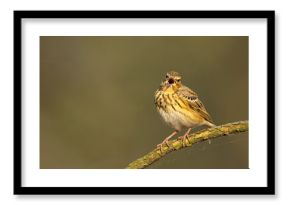 Świergotek drzewny (Anthus trivialis)
