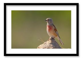 Makolągwa (Linaria cannabina)