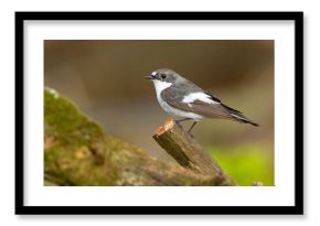 Muchołówka żałobna (Ficedula hypoleuca)