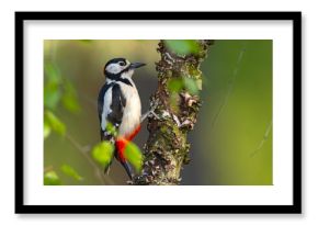 Dzięcioł duży (Dendrocopos major)