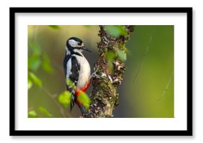 Dzięcioł duży (Dendrocopos major)