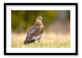 Błotniak stawowy (Circus aeruginosus)
