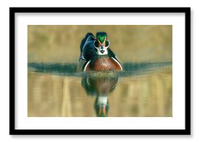 Karolinka (Aix sponsa)