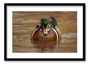 Karolinka (Aix sponsa)