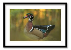 Karolinka (Aix sponsa)