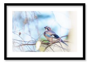 Sójka siedząca na cienkiej gałęzi w naturalnym, leśnym otoczeniu, w miękkim świetle tworzącym spokojną, przyrodniczą atmosferę