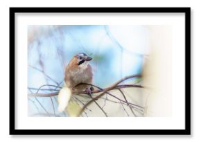 Sójka siedząca na cienkiej gałęzi w naturalnym, leśnym otoczeniu, w miękkim świetle tworzącym spokojną, przyrodniczą atmosferę