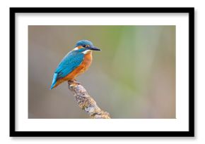 Zimorodek (Alcedo atthis)