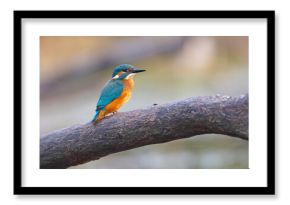 Zimorodek (Alcedo atthis)