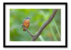 Zimorodek (Alcedo atthis)