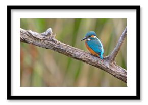 Zimorodek (Alcedo atthis)