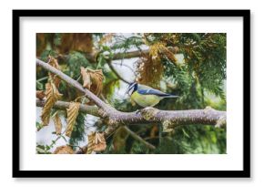 kolorowy ptak modraszka zwyczajna, sikora modra, sikora modraszka (Cyanistes caeruleus) 