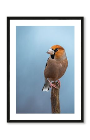 Grubodziób Coccothraustes coccothraustes