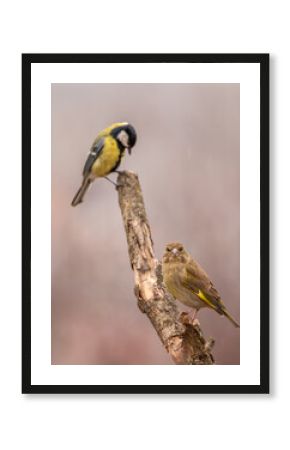 Dzwoniec Chloris chloris