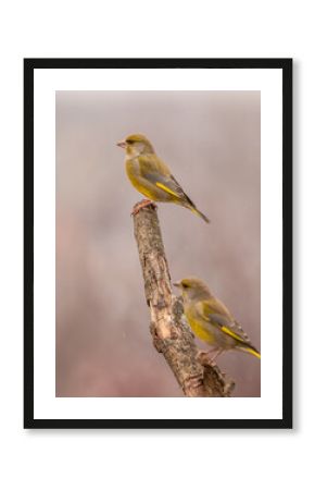 Dzwoniec Chloris chloris