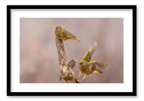 Dzwoniec Chloris chloris
